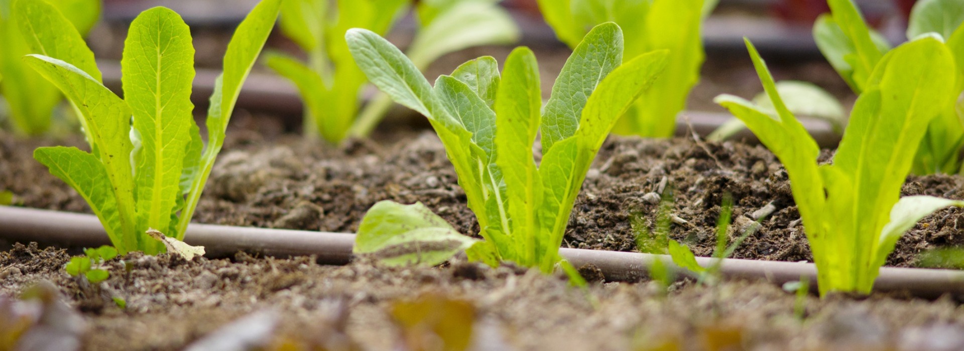 Drip Irrigation Projects